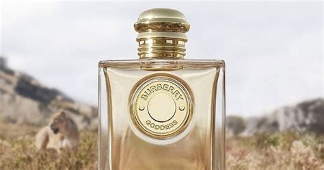 fragancias burberry|fragrantica Burberry goddess.